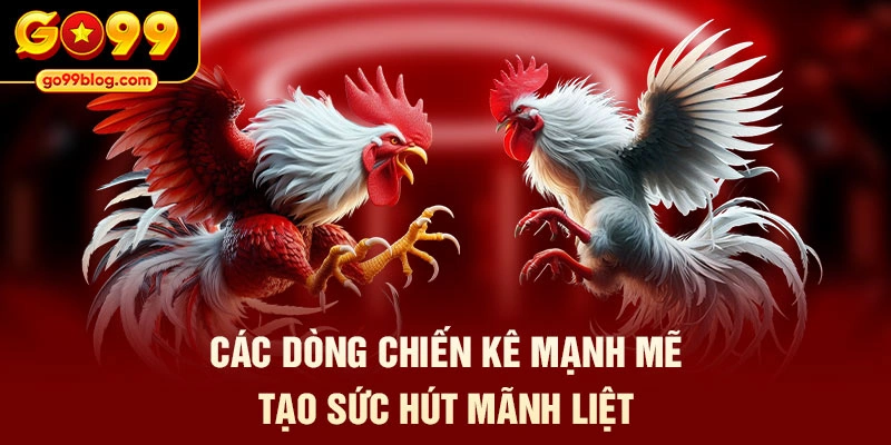 Các dòng chiến kê mạnh mẽ tạo sức hút mãnh liệt