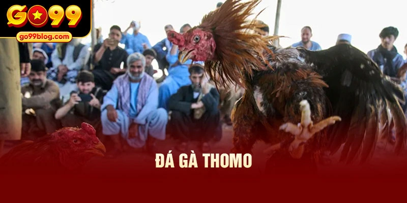 đá gà Thomo