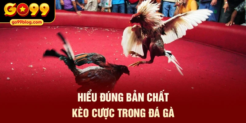Hiểu đúng bản chất kèo cược trong đá gà