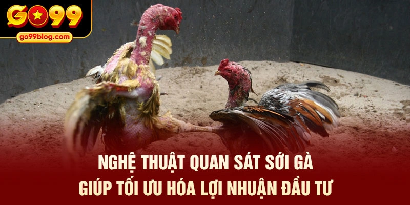 Nghệ thuật quan sát sới gà giúp tối ưu hóa lợi nhuận đầu tư