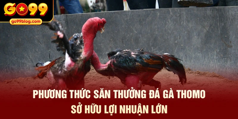 Phương thức săn thưởng đá gà Thomo sở hữu lợi nhuận lớn
