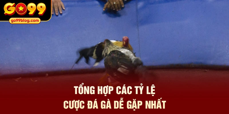 Tổng hợp các tỷ lệ cược đá gà dễ gặp nhất